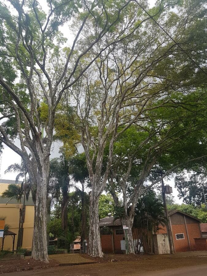 Libidibia ferrea habit