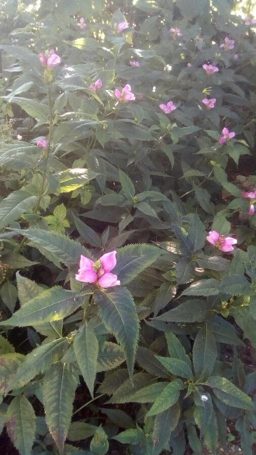 Chelone lyonii habit