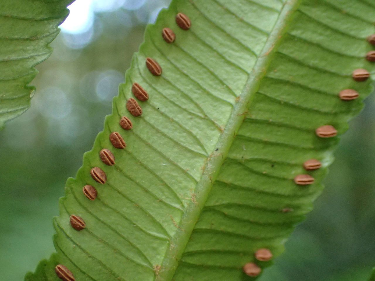 Ptisana fraxinea fruit