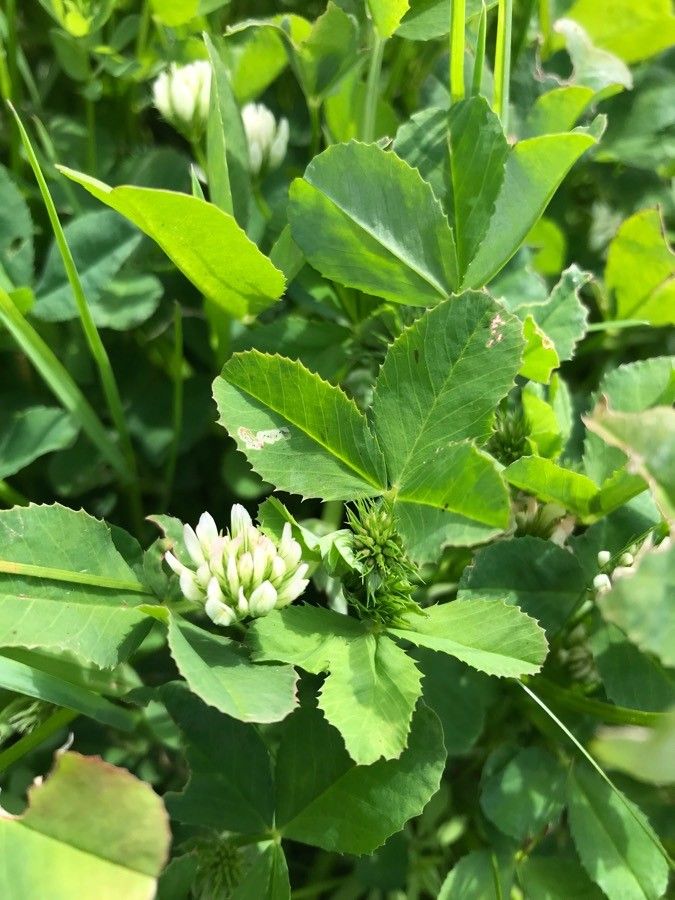 Trifolium michelianum flower