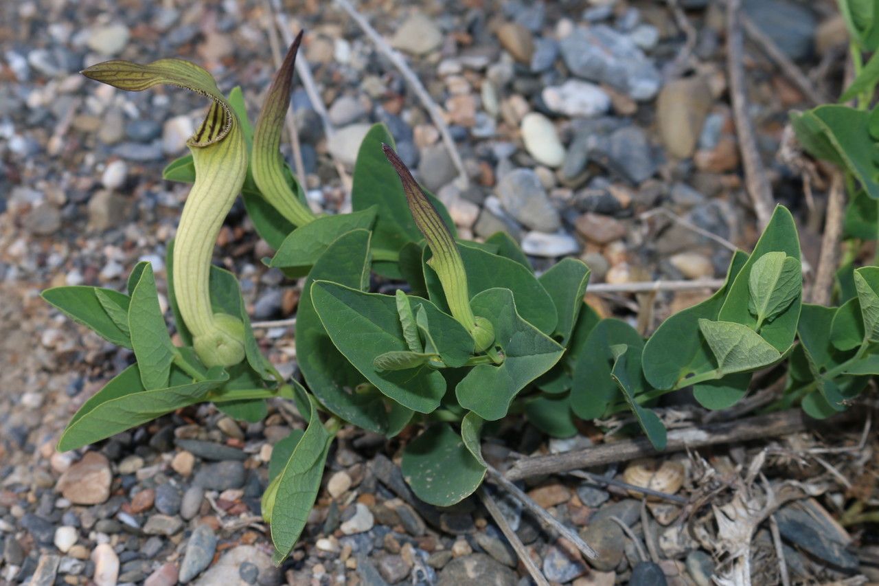 Aristolochia fontanesii habit