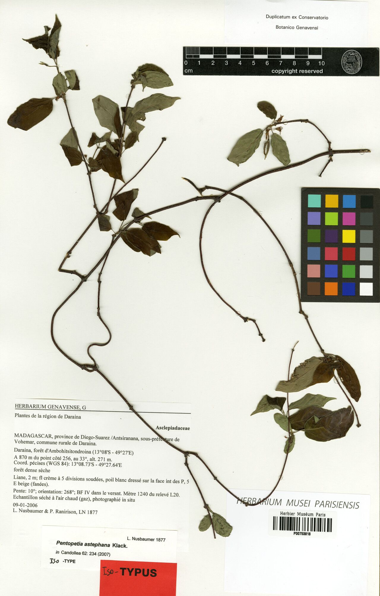 Pentopetia astephana — related species from the same genus