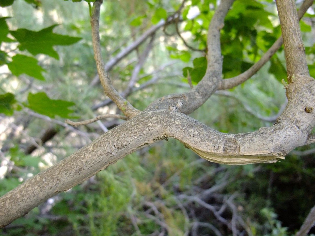 Lavatera phoenicea bark