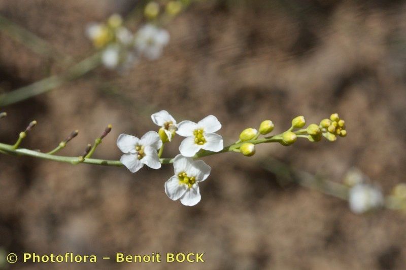 Crambe kralikii flower