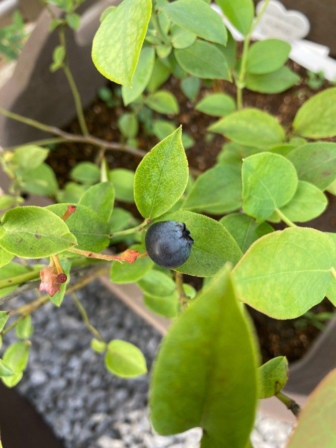 Vaccinium virgatum fruit