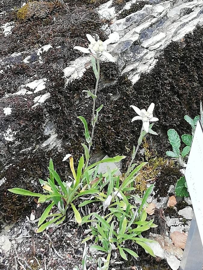 Leontopodium haplophylloides habit