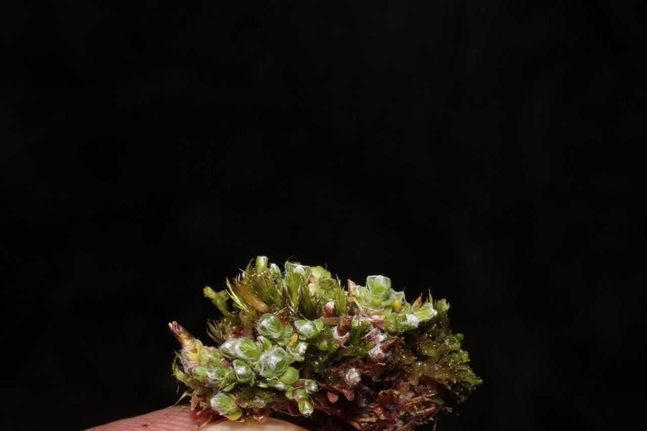 Cuatrecasasiella argentina habit