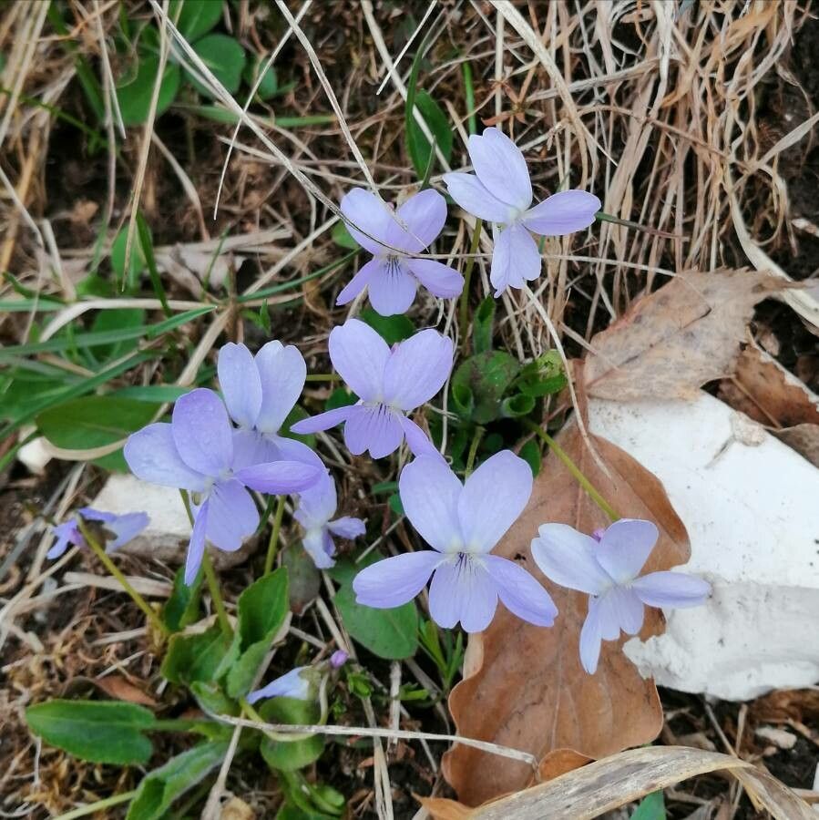 Viola hirta flower