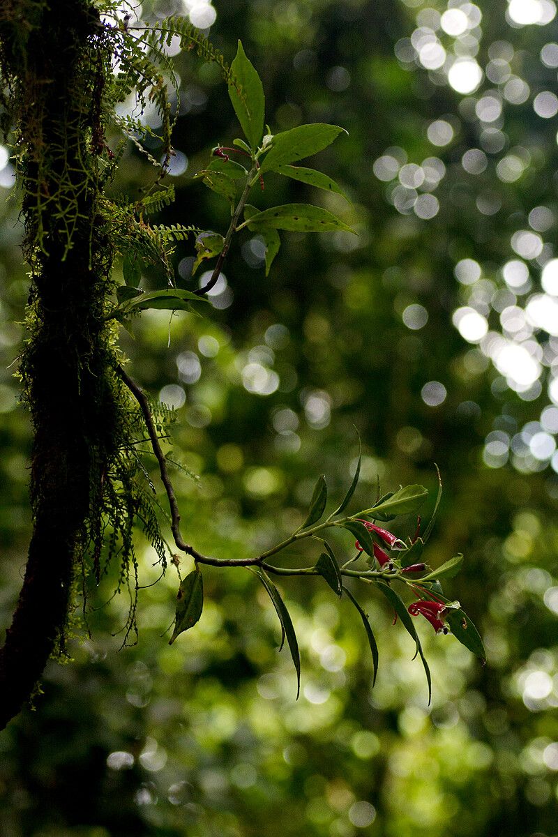 Impatiens paucidentata habit