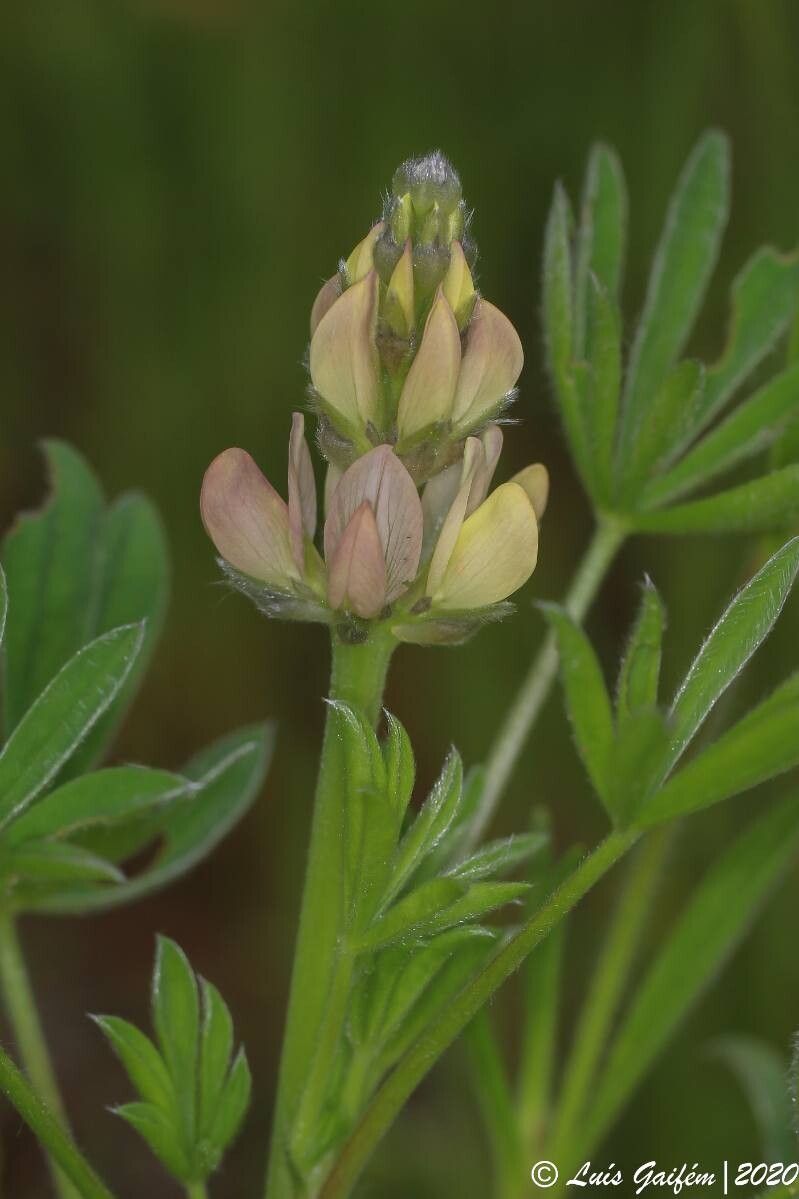 Lupinus gredensis flower