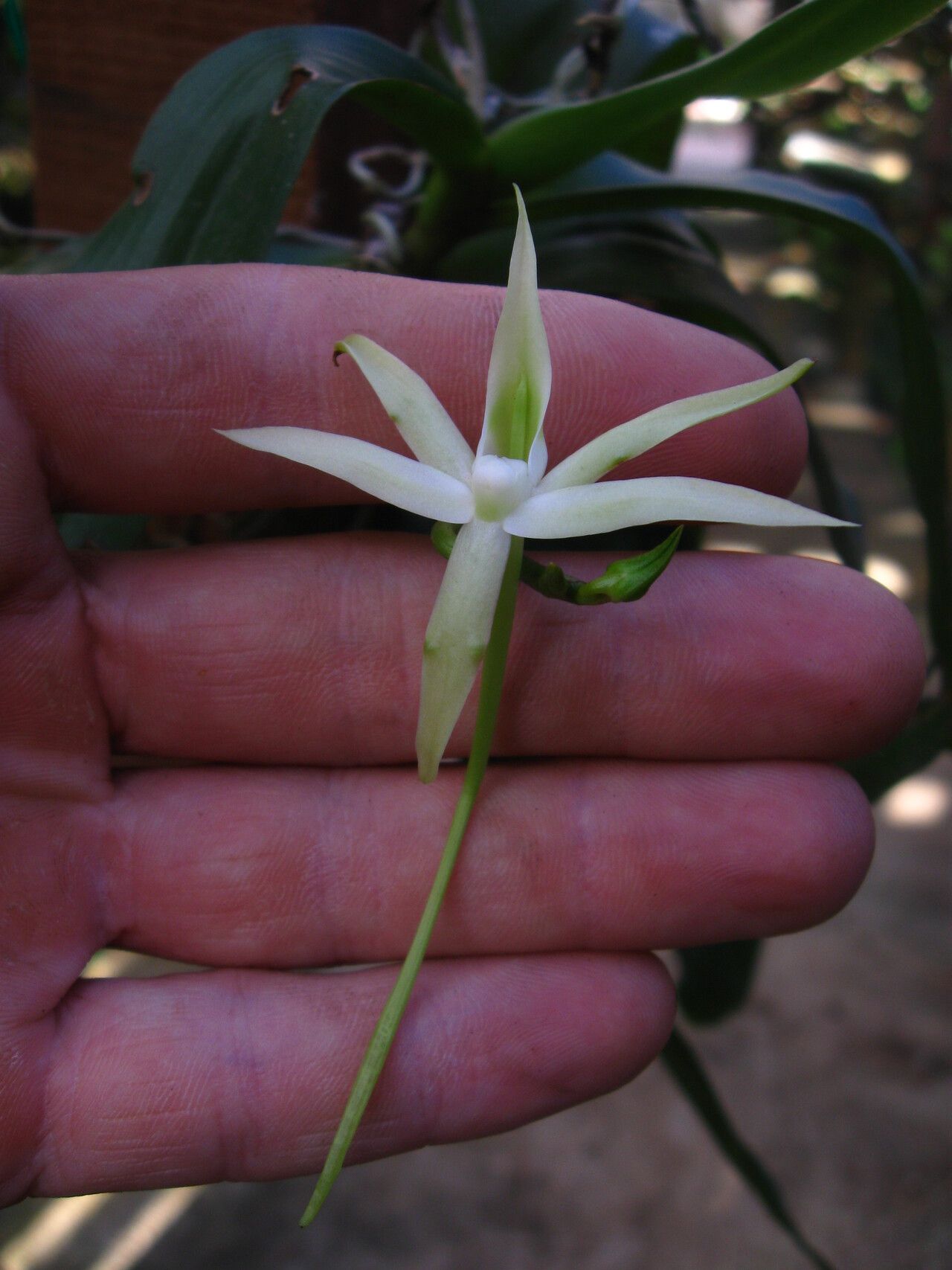 Angraecum reygaertii flower