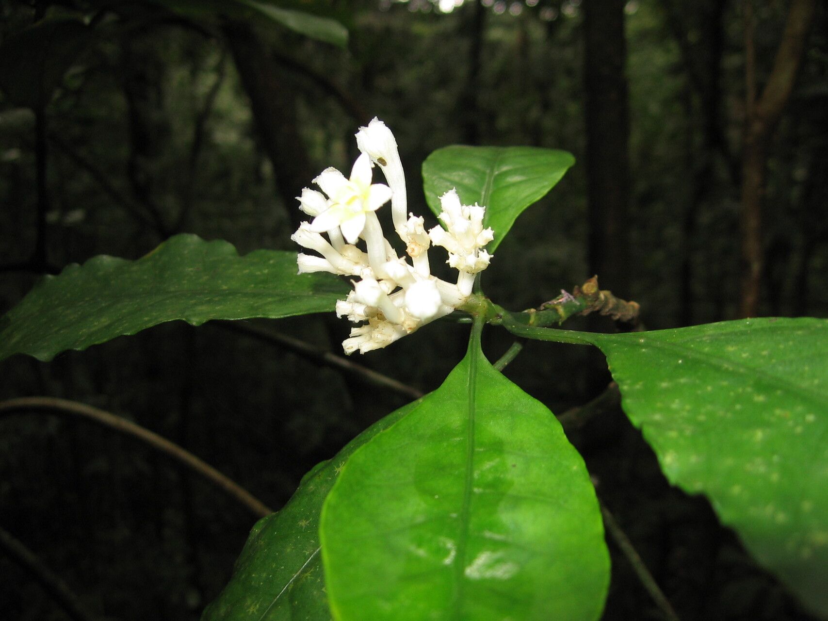 Chassalia albiflora — related species from the same genus