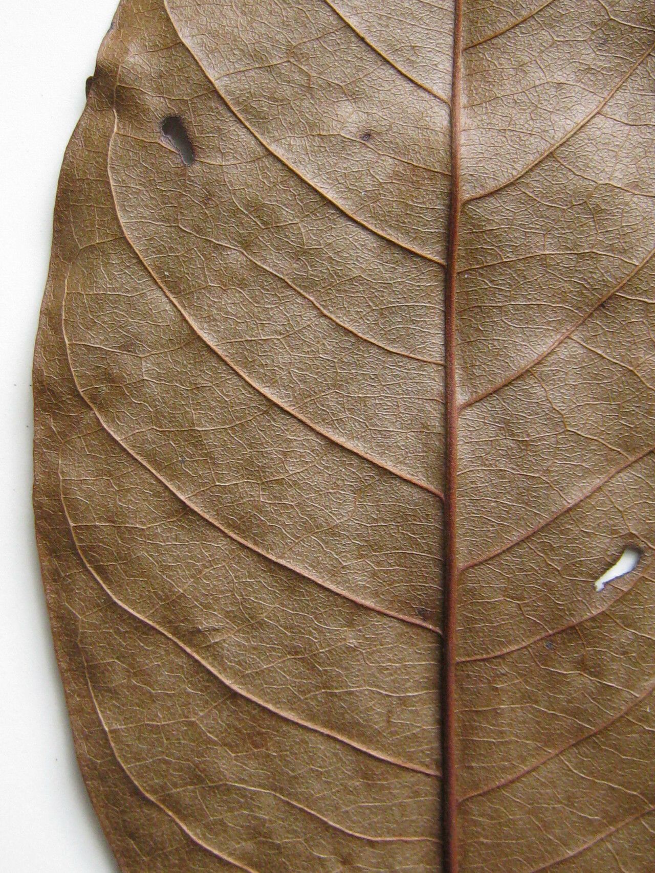 Guatteria punctata other