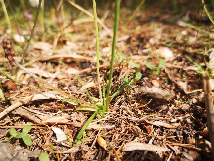 Prospero autumnale — search result for 'Morocco'