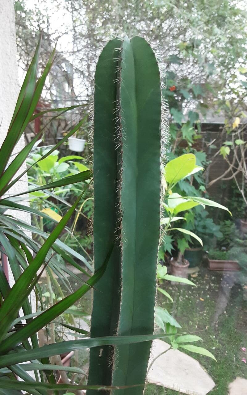 Isolatocereus dumortieri bark