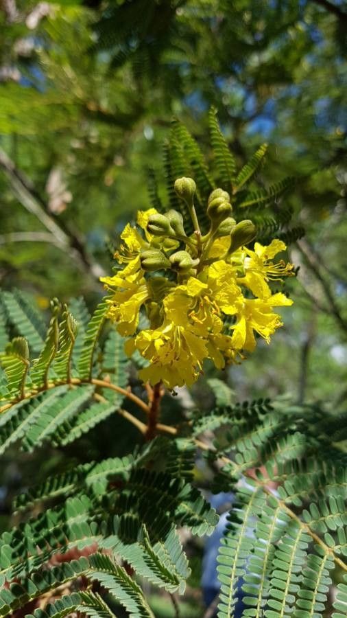 Peltophorum africanum flower