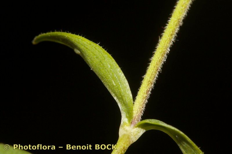Cerastium carinthiacum bark