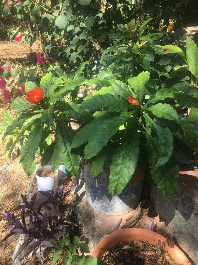 Pereskia bleo — related species from the same genus