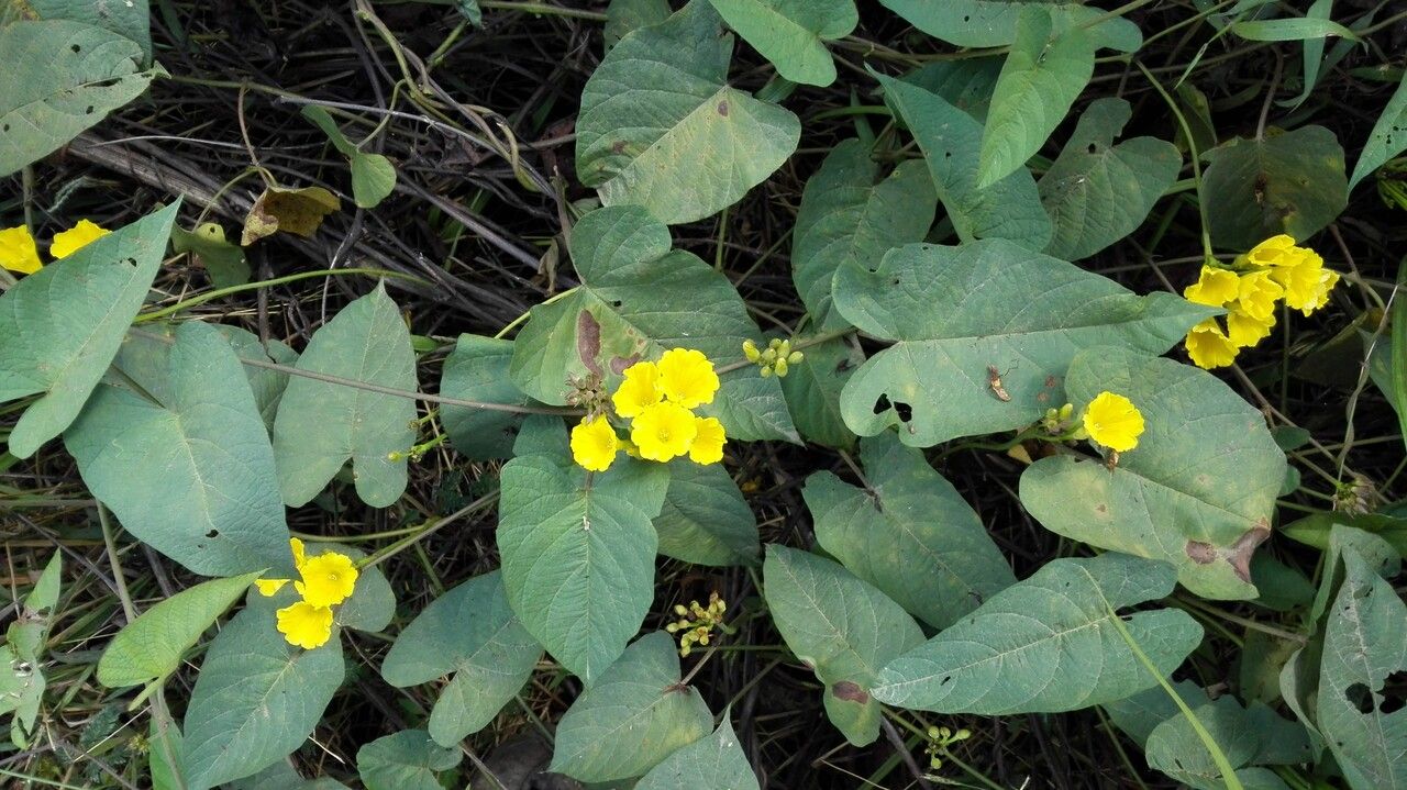Merremia umbellata leaf