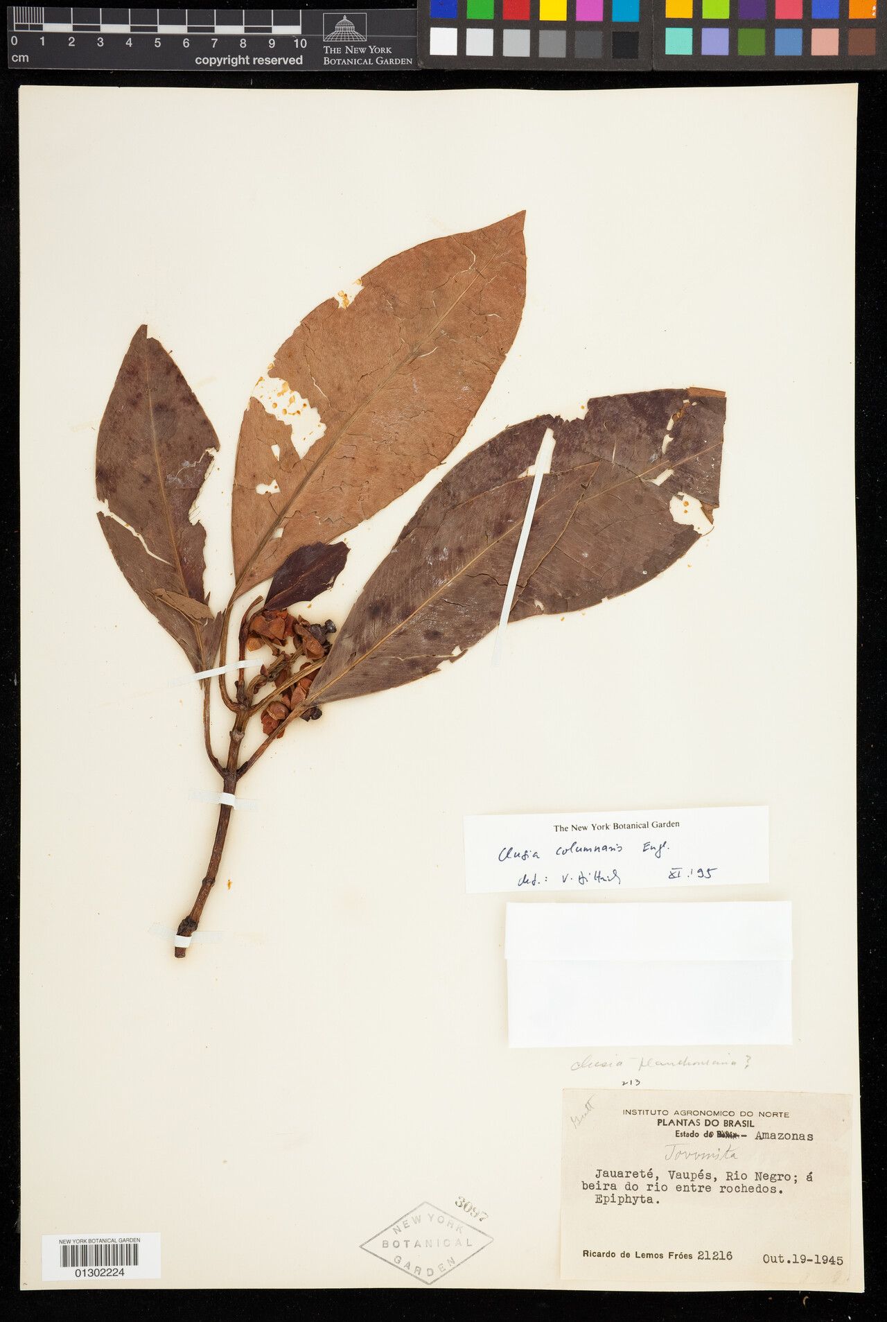 Clusia columnaris other