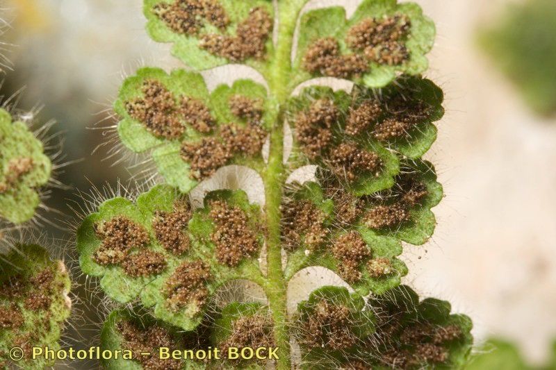 Asplenium hispanicum — houseplant care guide
