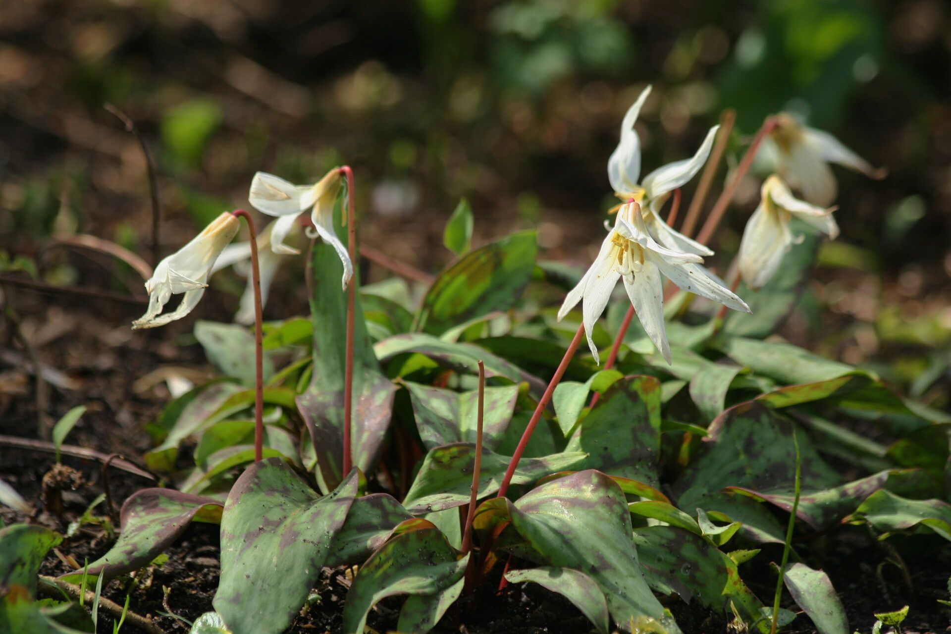 Erythronium caucasicum