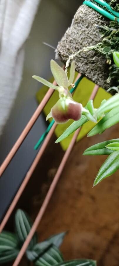 Epidendrum porpax — houseplant care guide