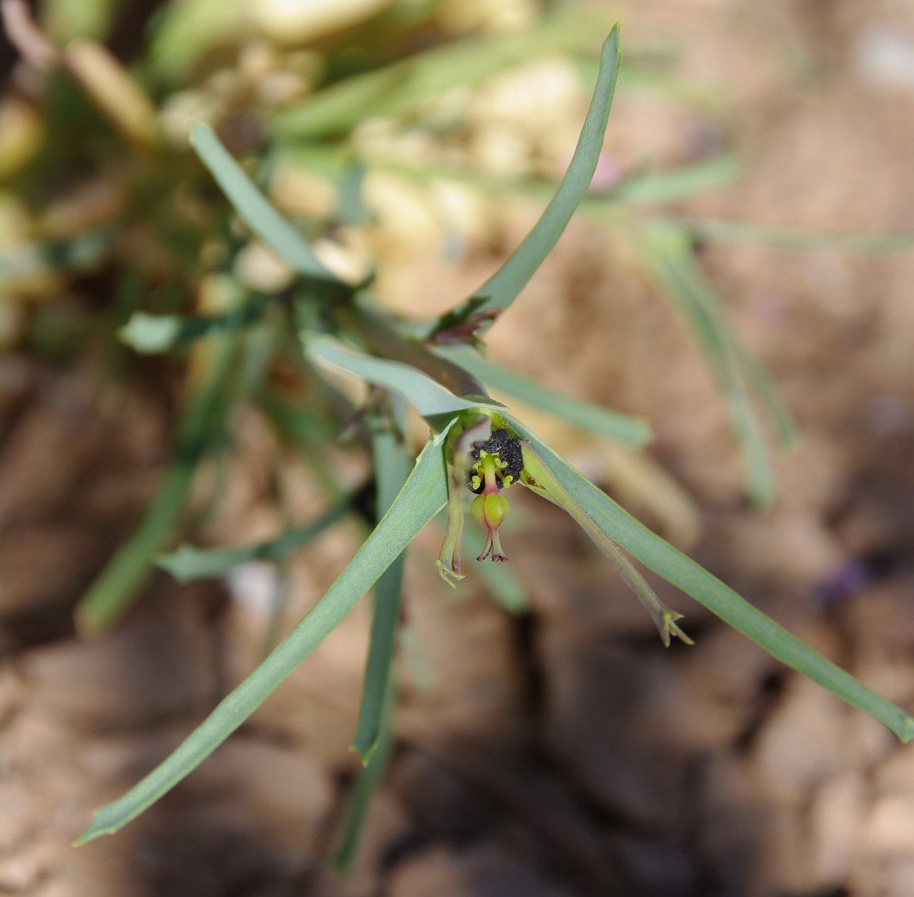 Euphorbia calyptrata flower