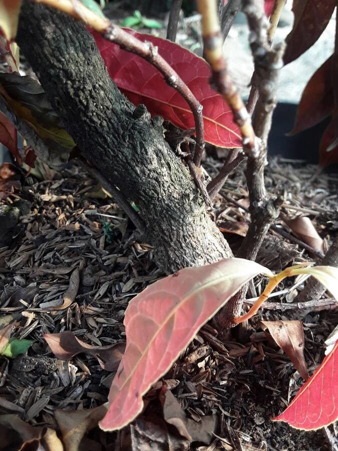 Excoecaria cochinchinensis bark