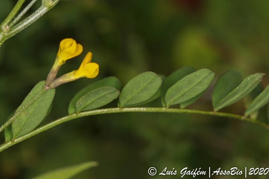 Ornithopus pinnatus — related species from the same genus