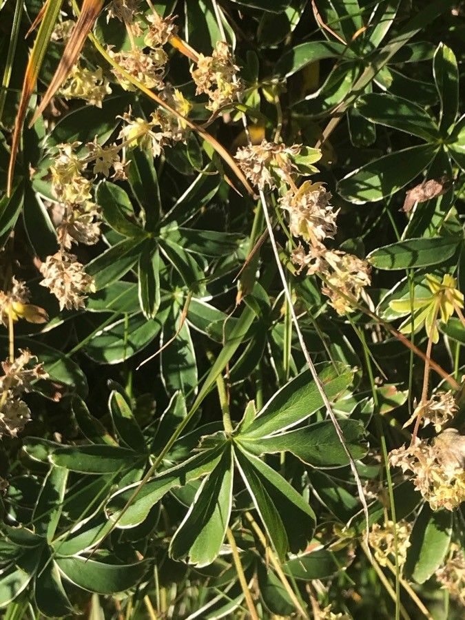 Alchemilla transiens leaf