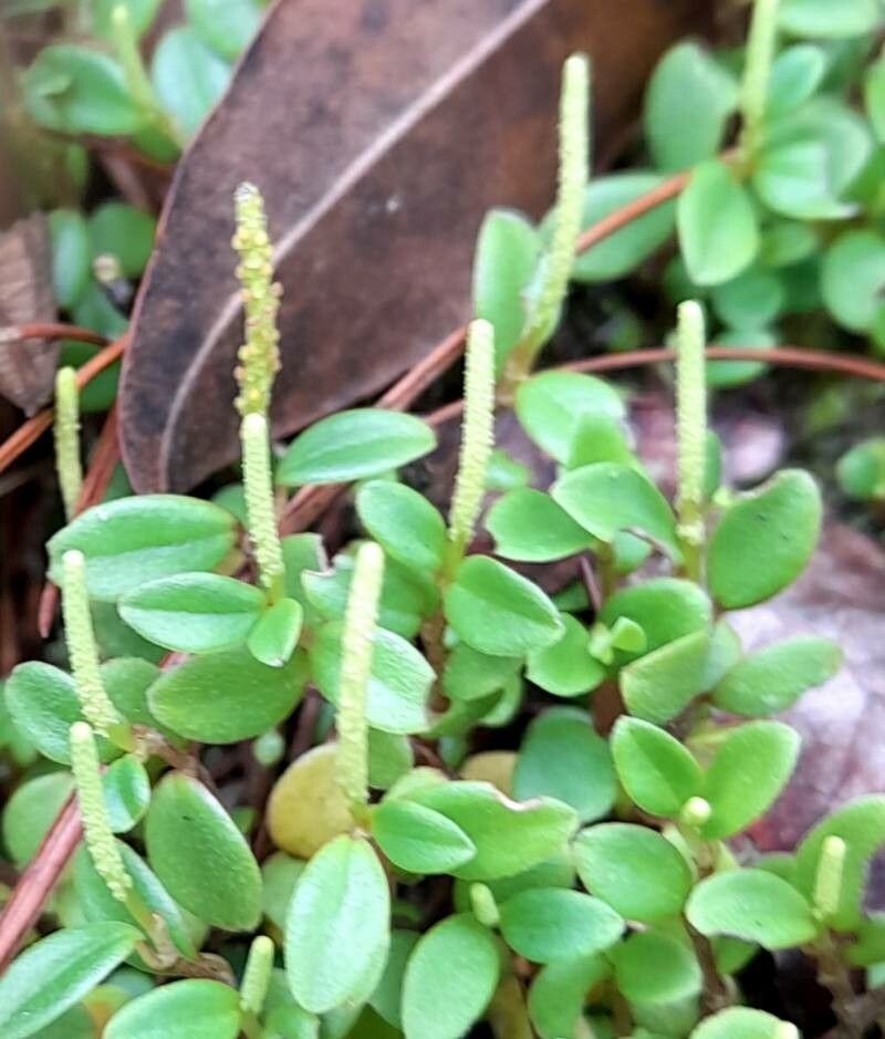 Peperomia cogniauxii flower