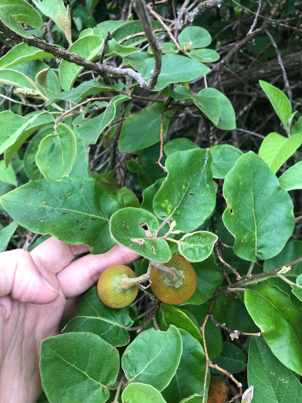 Solanum jussiaei fruit