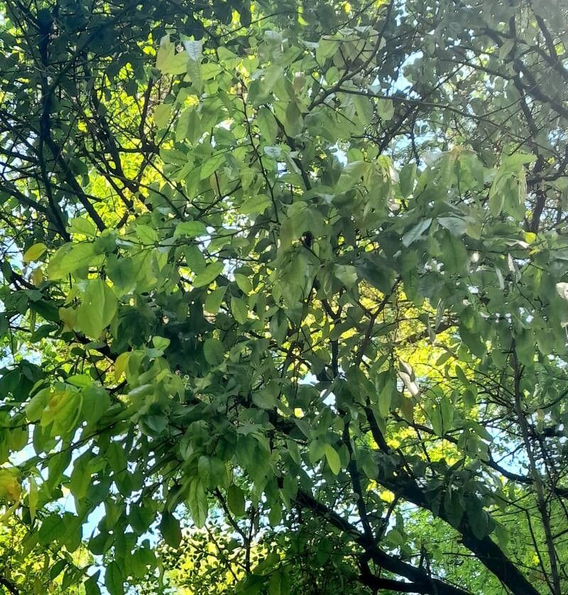 Xylosma pubescens — search result for 'Xylosma'