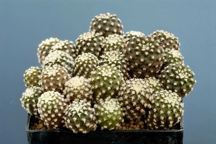 Eriosyce tenebrica habit