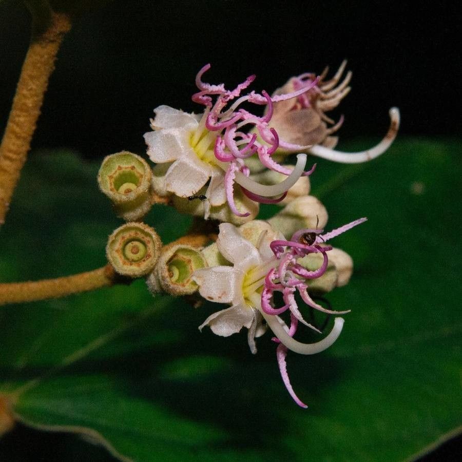 Miconia serrulata flower