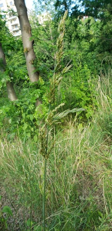 Sorghastrum nutans flower