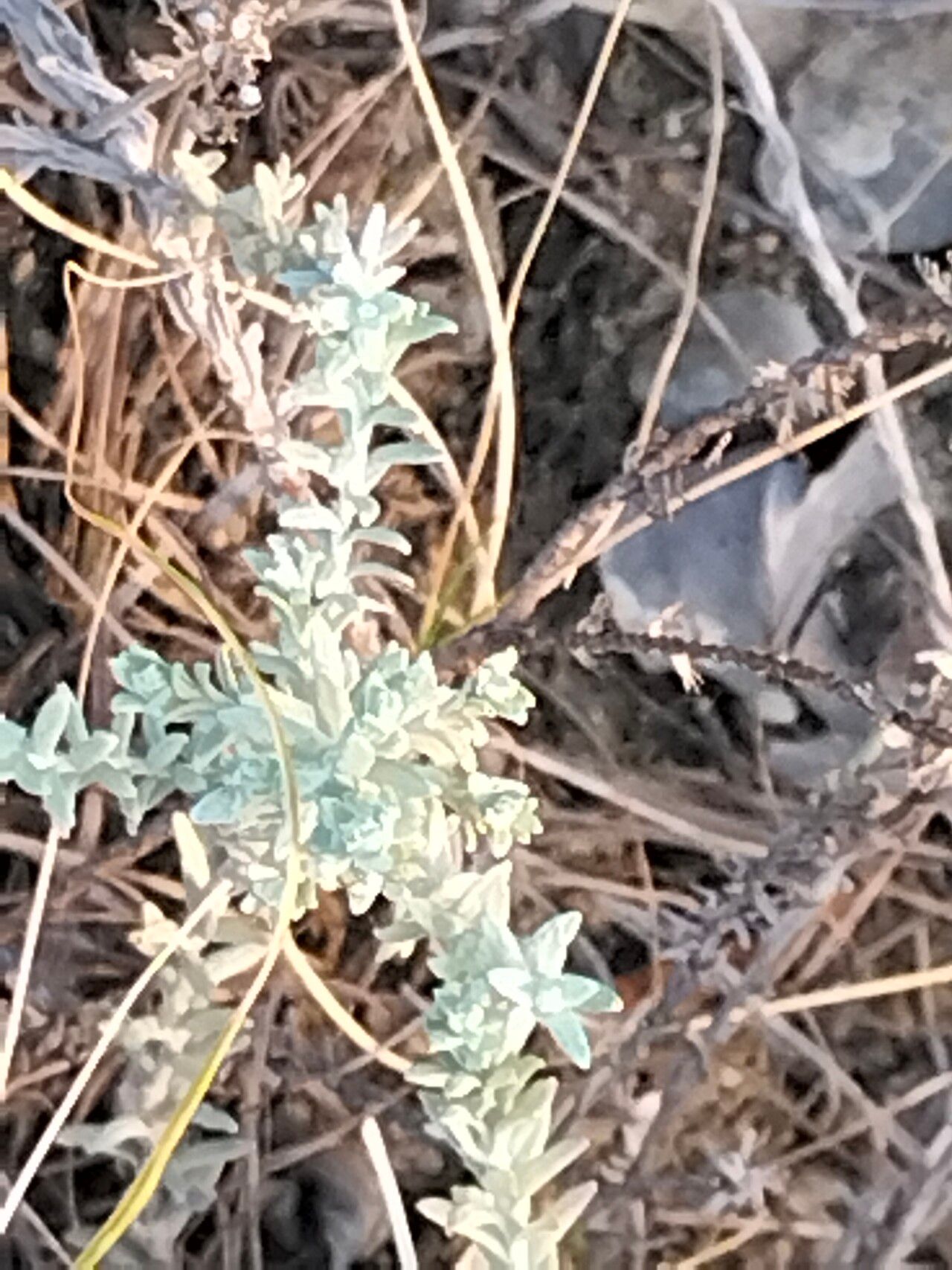 Helichrysum anomalum — search result for 'Helichrysum'