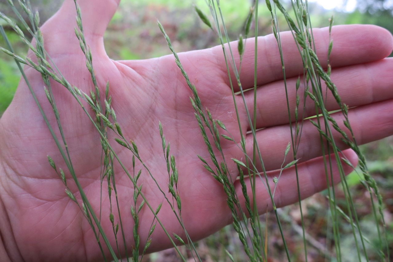 Festuca brevipila habit