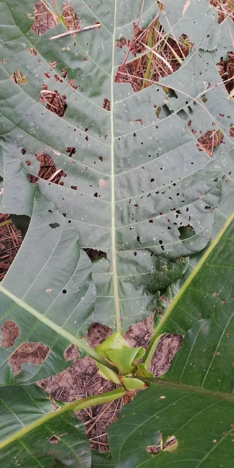 Mitragyna stipulosa leaf