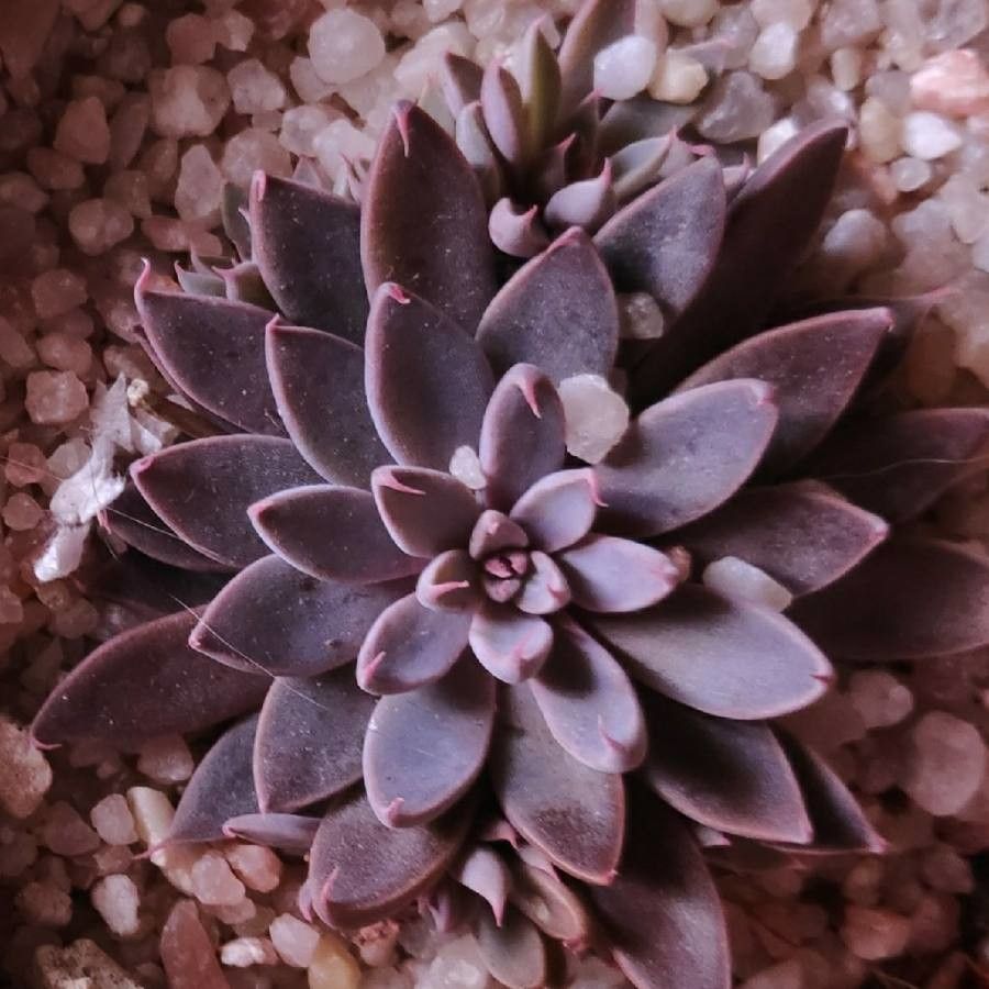 Graptopetalum rusbyi flower