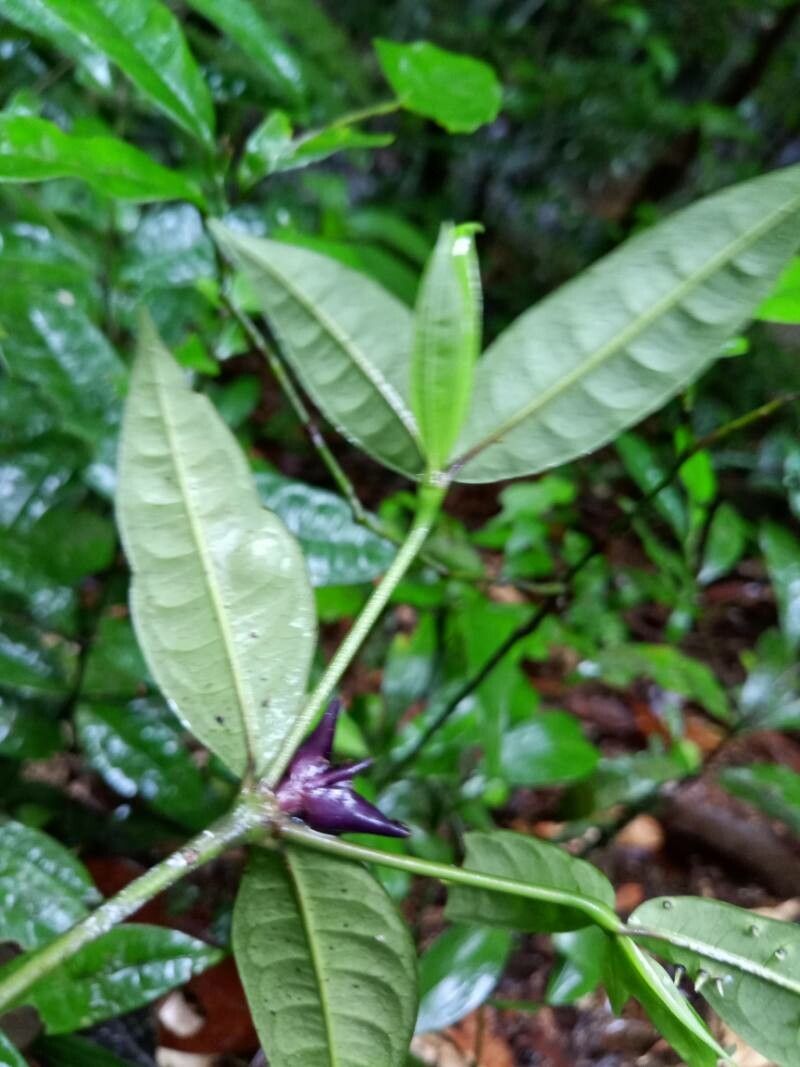 Palicourea oblonga — houseplant care guide