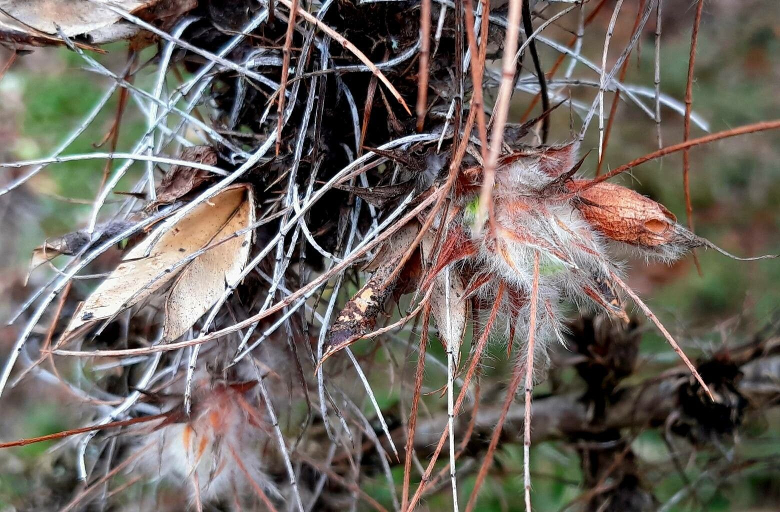 Caragana jubata fruit