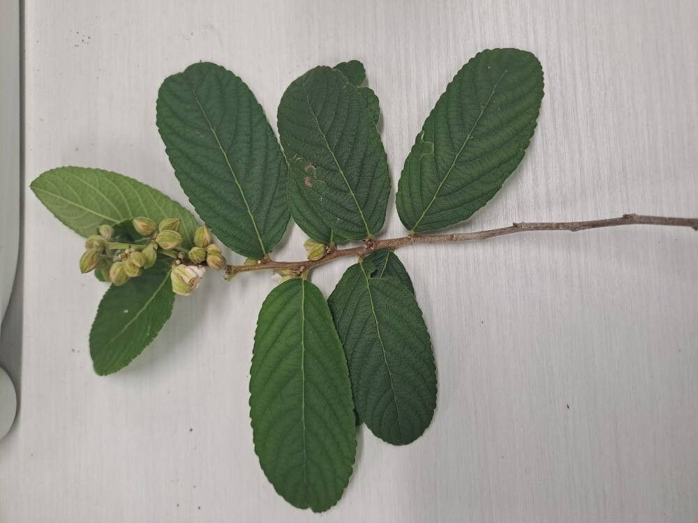 Casearia dodecandra — houseplant care guide