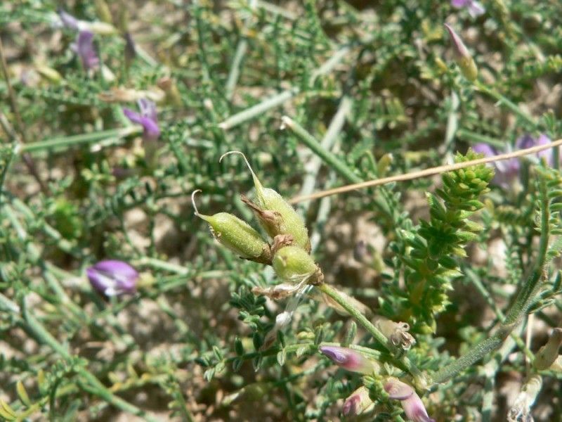 Astragalus baionensis fruit