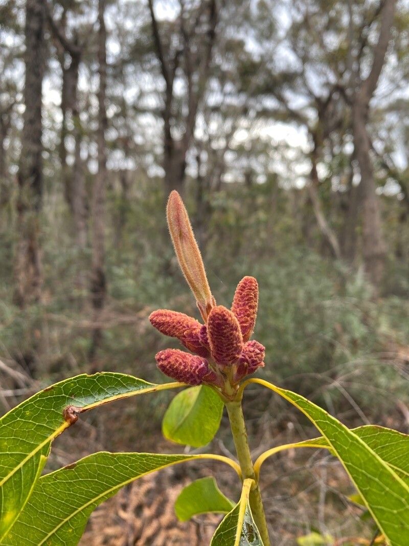Xylomelum pyriforme flower