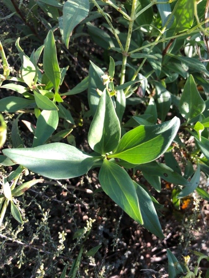 Centranthus angustifolius — related species from the same genus