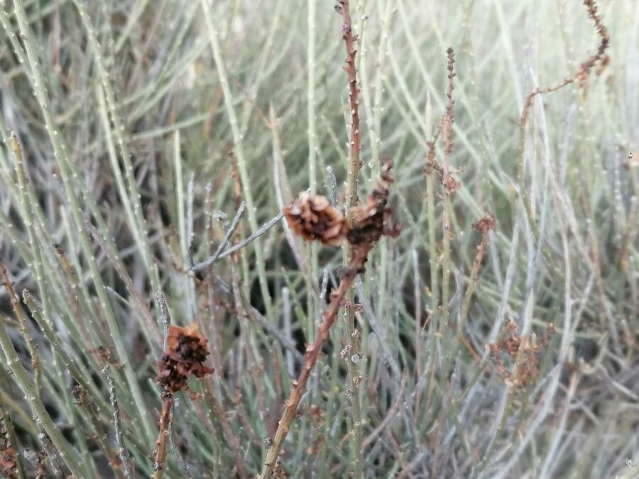 Ephedra fragilis fruit