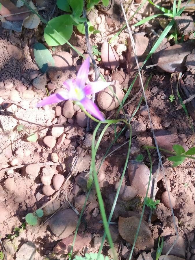Romulea arnaudii — related species from the same genus