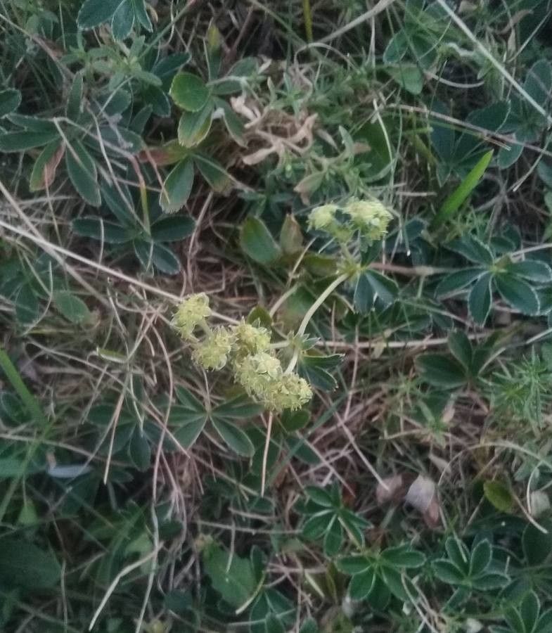 Alchemilla alpina flower